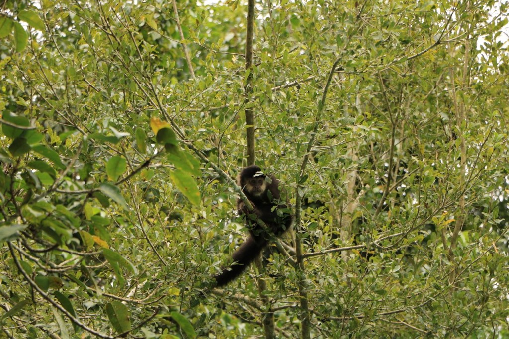 Singe hurleur