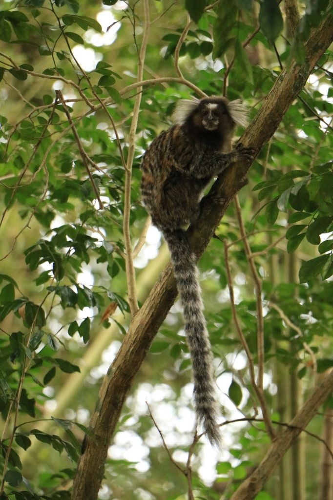 Sagui monkey (Ouistiti ! )