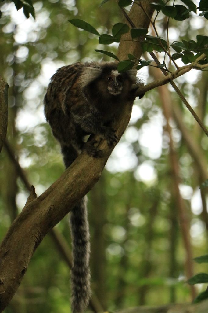 Curieux !