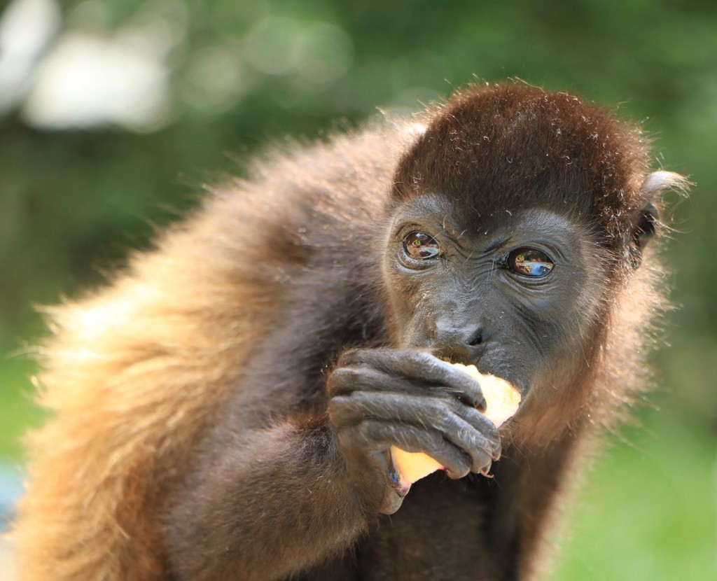 Petit repas (singe hurleur)