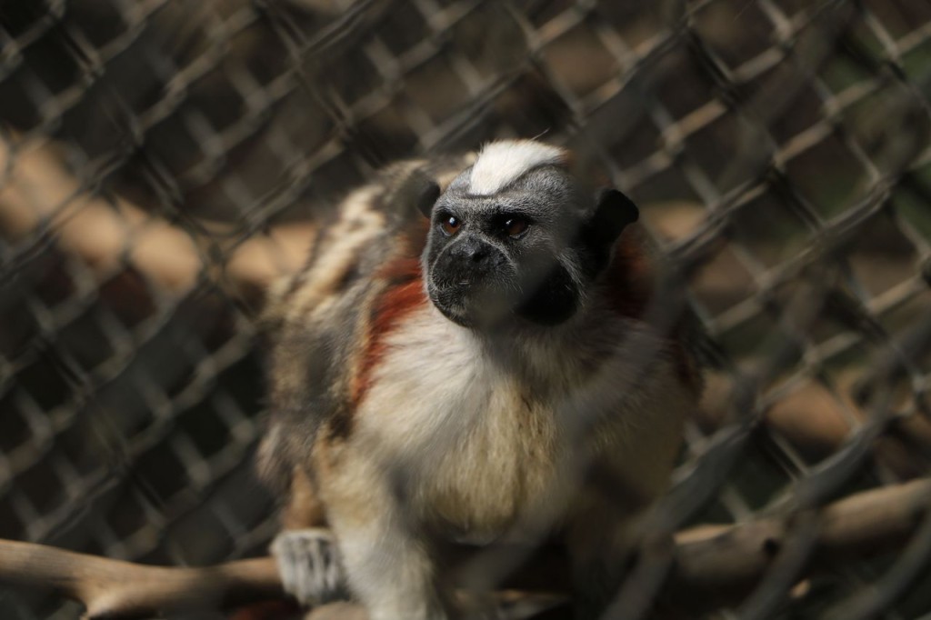 Tamarin de Geoffroy