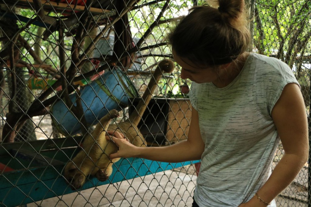 Câlin pour un Kinkajou