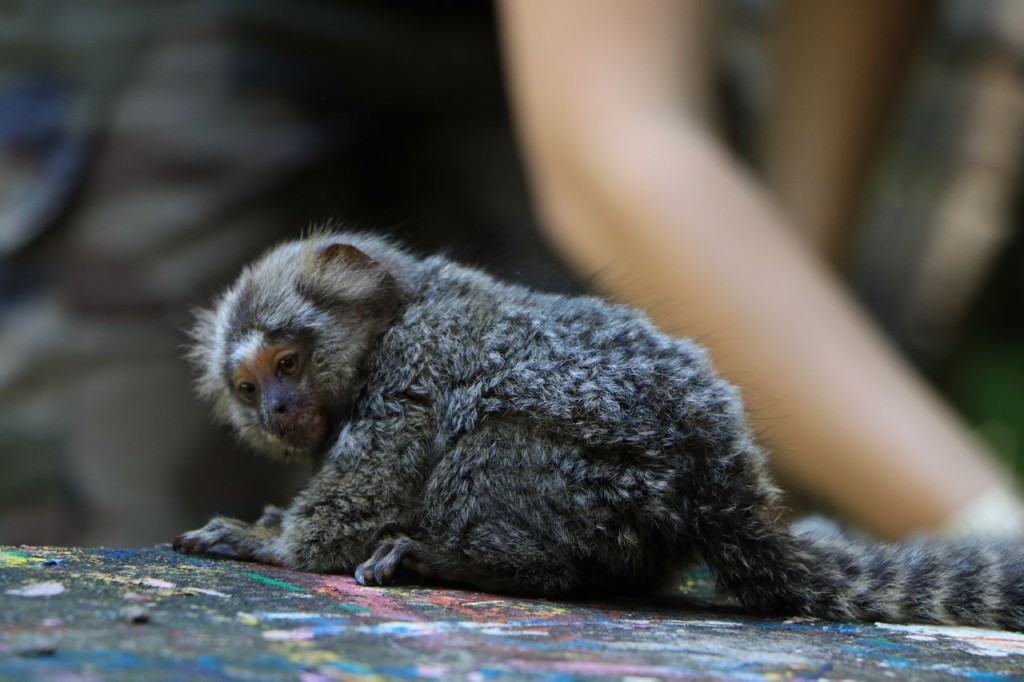 Les bébés Ouistiti à toupets blancs