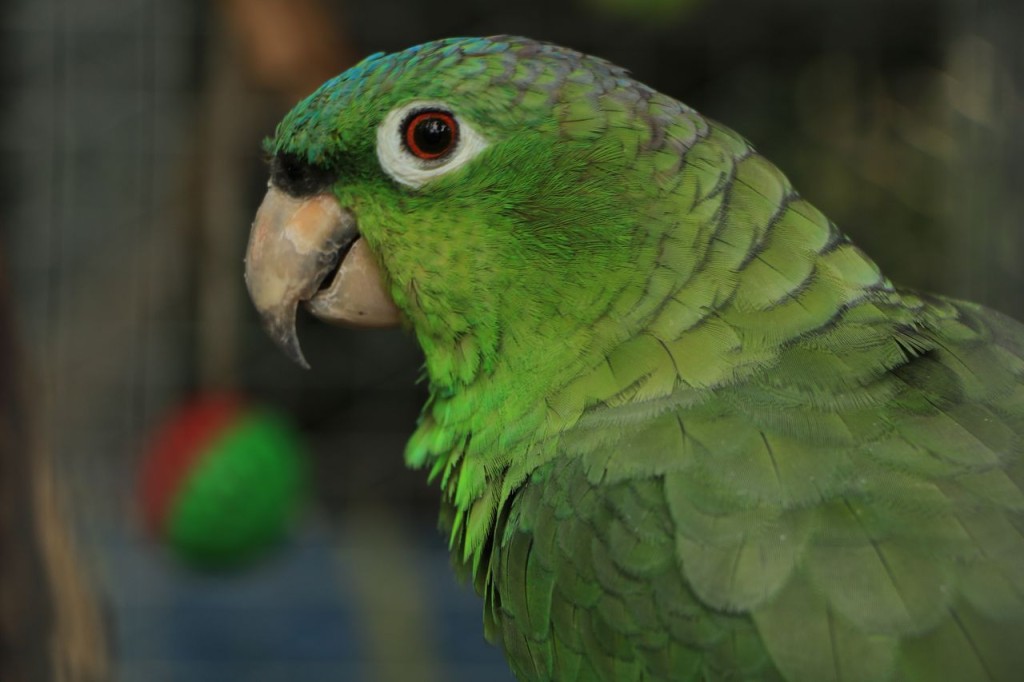 Un perroquet