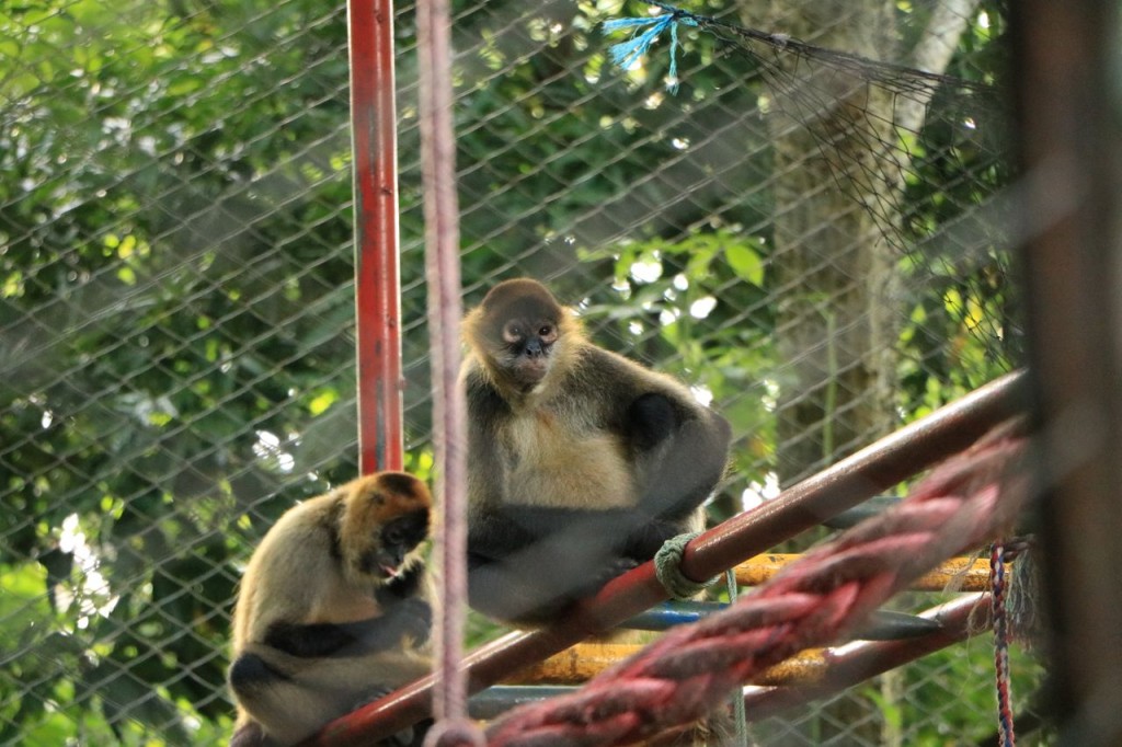 Les singes araignées