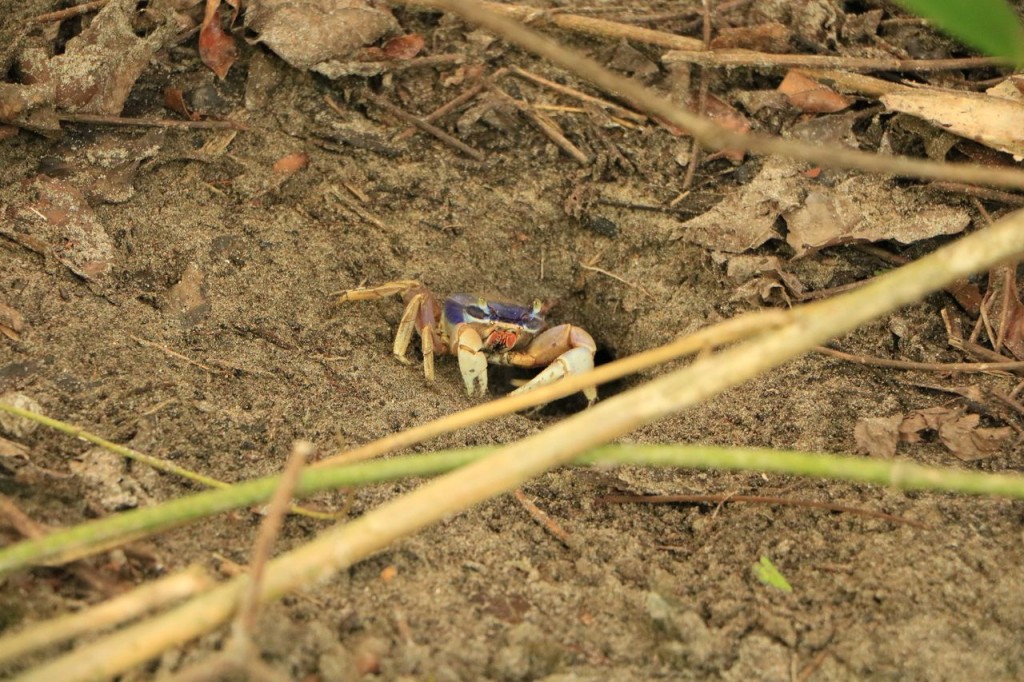 Des crabes maquillés !
