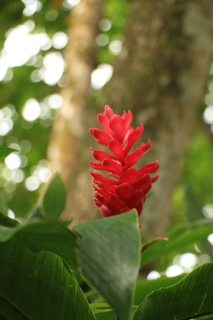 Quelques rares fleurs