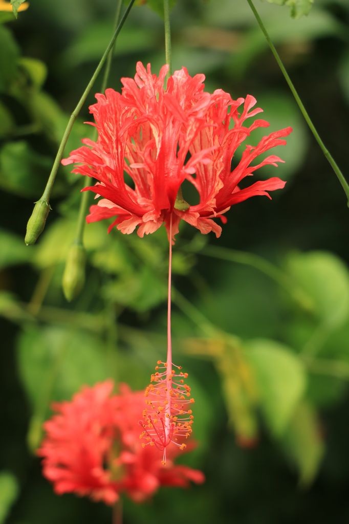 Un bel hibiscus